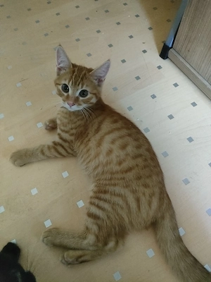 Babykatzen suchen neues Zuhause 