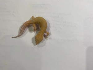 Leopardgecko abzugeben (wahrscheinlich weiblich)