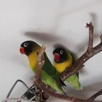 2 Junge Schwarzköpfchen abzugeben