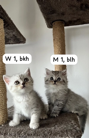 BKH BLH kitten 