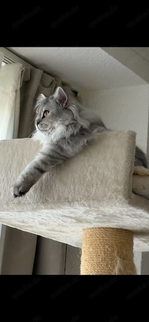 Britisch  Langhaar, Katze