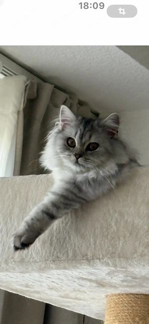 Britisch  Langhaar, Katze