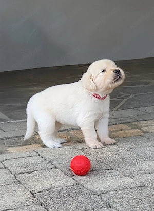 Golden Retriever Welpen 