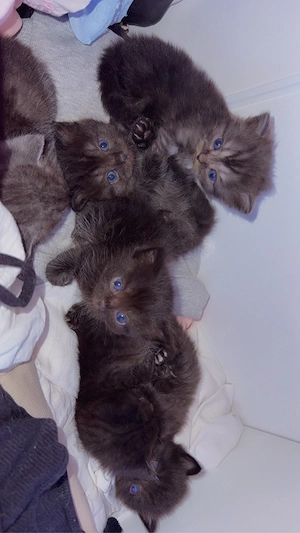 Ragdoll-EKH Mix Kitten Bild 2
