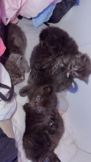 Ragdoll-EKH Mix Kitten Bild 3