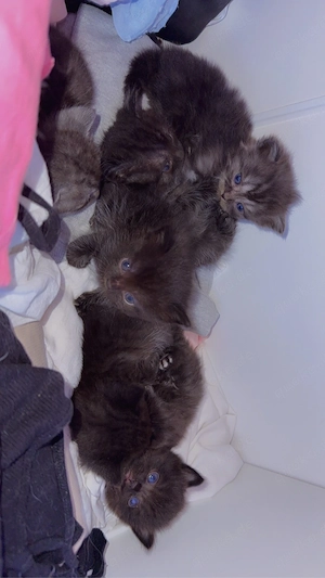 Ragdoll-EKH Mix Kitten