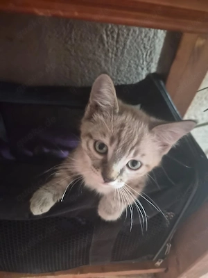 BKH-Siam Mix Kitten