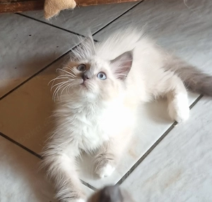 Neva Masquarade  kitten 