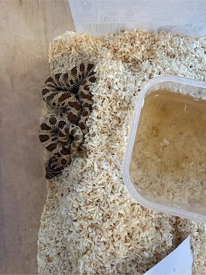 Heterodon Nasicus Hakennasennatter Lucy  Bild 4