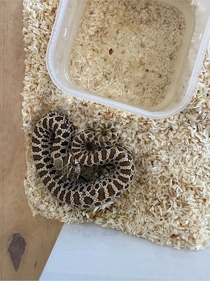 Heterodon Nasicus Hakennasennatter Lucy  Bild 6