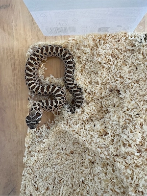Heterodon Nasicus Hakennasennatter Lucy  Bild 7