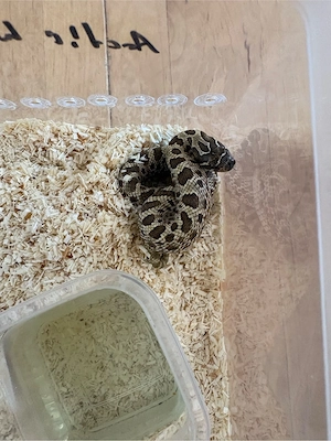 Heterodon Nasicus Hakennasennatter Lucy  Bild 8