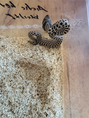Heterodon Nasicus Hakennasennatter Lucy  Bild 5