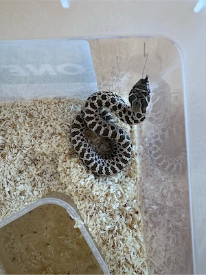 Heterodon Nasicus Hakennasennatter Lucy  Bild 2