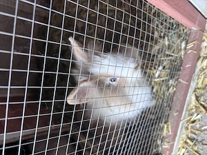 Junge Kaninchen mit großem Stall 