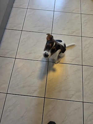 Jack Russell Terrier 