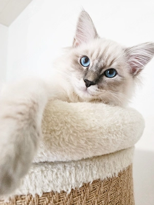Heilige Birma Kater Leo, 11 Monate, sucht liebevolles Zuhause 