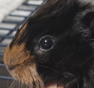 Meerschweinchen abzugeben 