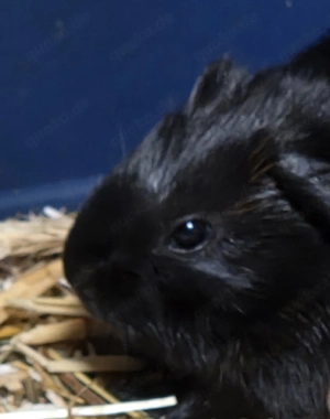 Meerschweinchen Dame mit 2 Babys abzugeben 