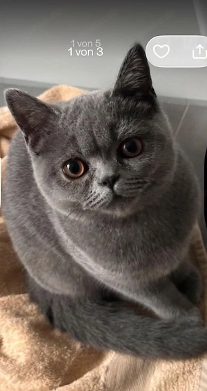 Britisch Kurzhaar Katze, sterilisiert, 1 Jahr