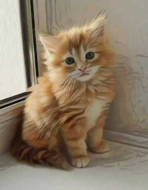 Orange und rote Maine-Coon-Kätzchen