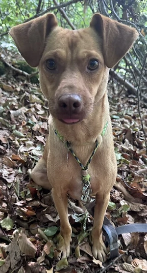 Ronin der kleine süße Ratero , 9 Kilo sucht seine Familie   PLZ 82284