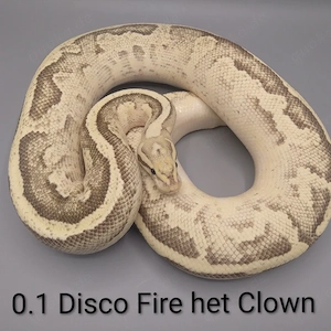 Königspython python regius 0.1 Fire Disco het Clown Zuchtweibchen