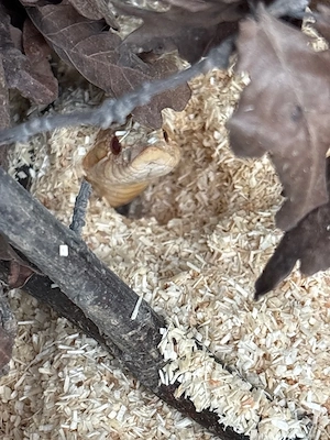 Heterodon Nasicus Hakennasennatter 0.1