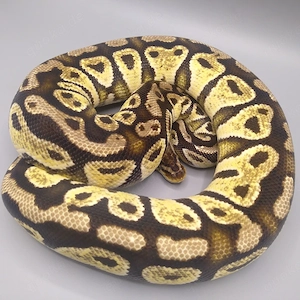 Königspython python regius 0.1 Pastel Gravel het Clown Zuchtweibchen