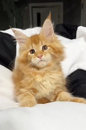 7 prächtige Maine-Coon-Kitten  4 Monate alt geimpft und entwurmt