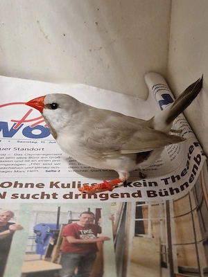 2,3 Spitzschwanzamadinen in Sonderfarbe