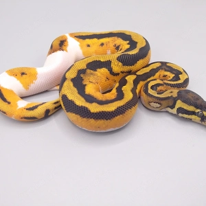 Königspython python regius 1.0 GeneX Yellow Belly Orange Dream Piebald