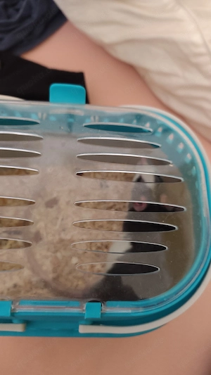 Ganz dringend Ratten Bock 2 monate alt abzugeben 