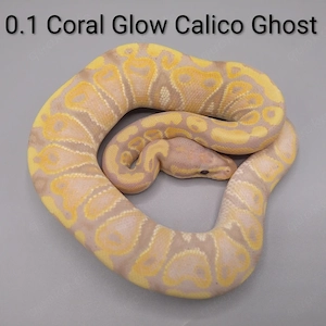 Königspython python regius 0.1 Coral Glow Calico Ghost 