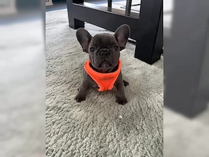 Süße französische Bulldoggen Welpen!!