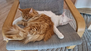 Maine Coon Kitten Bild 9