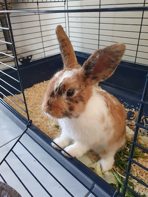 Zwergkaninchen sucht Zuhause