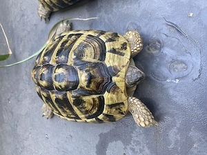 Griechische Landschildkröten mit EU Cites Bescheinigungen von 2013 Pärchen 
