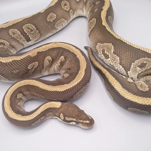 Königspython python regius 0.1 Red Stripe Mojave Yellow Belly Zuchtweibchen