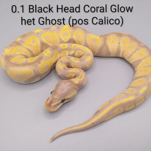 Königspython python regius 0.1 Black Head Coral Glow het Ghost