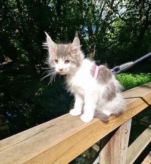 maine coon kater möchte ausziehen 