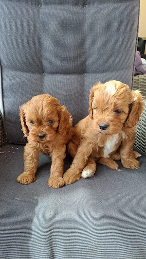 doodle,  Cavapoo, pudel , Cavalier King Charles 