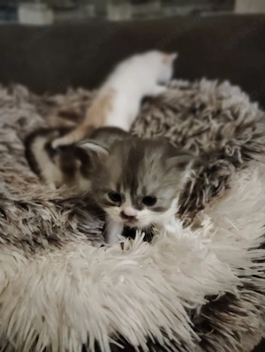 Ragdoll BLH Mix