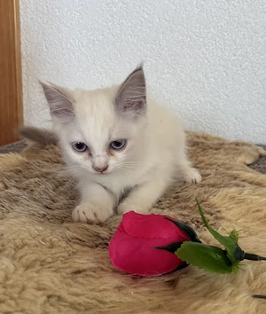 wunderschönes Ragdoll-Heilig Birma Mädchen abzugeben