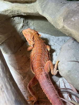 Extrem Red Bartagamen Hypo Männchen