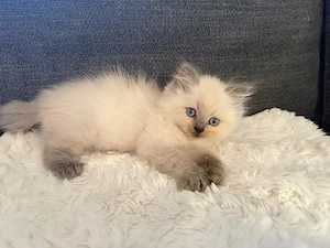 Ragdoll Kitten sie suchen was Besonderes 