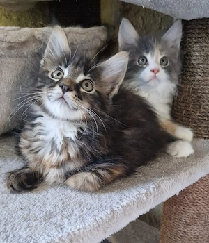 Wunderschöne reinrassiges Maine Coon Kitten XXL 