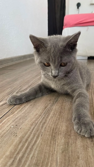 Britisch-Kurzhaar-Mix Kater 