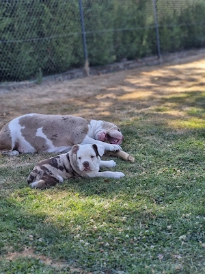 Wundervoller Old English Bulldog Welpe, Hazel !ABGABEBEREIT!