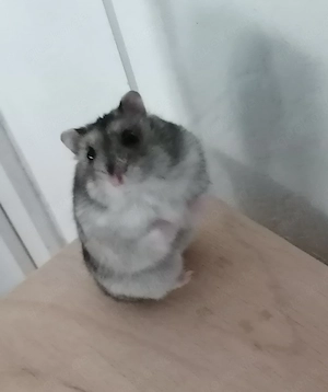 Hamster Notfellchen Cookie aus Notstation sucht ein schönes Zuhause 